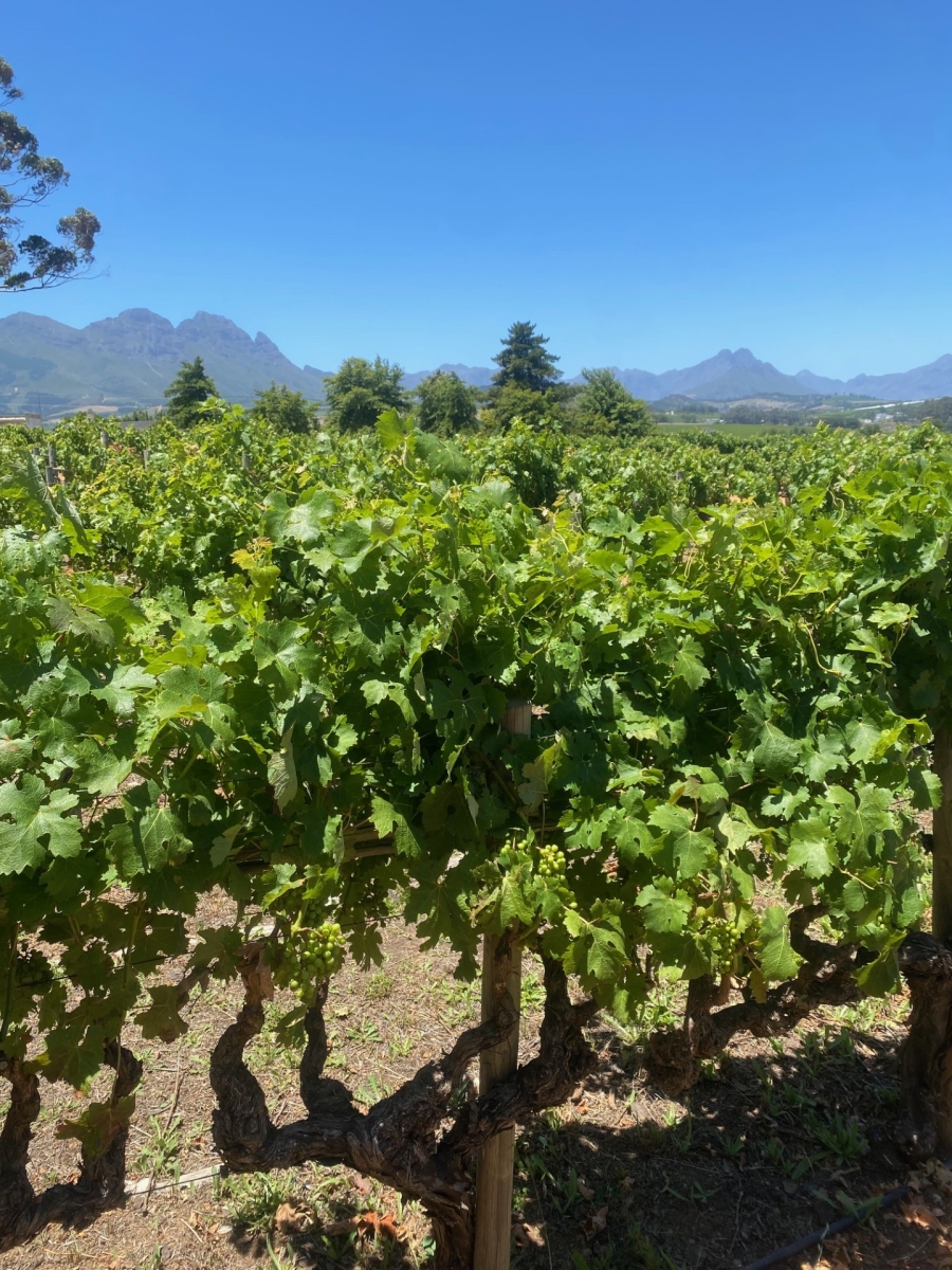 0 Bedroom Property for Sale in Karindal Western Cape